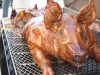 Cooked Whole Hog