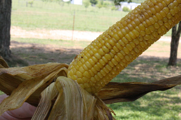 smoked_corn_2