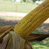 Smoked Corn