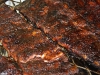 smoked_ribs_2