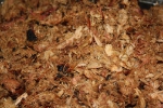 smoked_pulled_pork