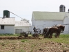 Lots of Amish Working in the Fields