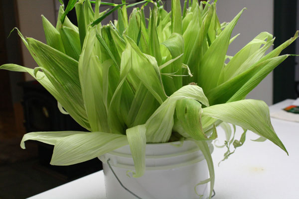 Soaking Sweet Corn