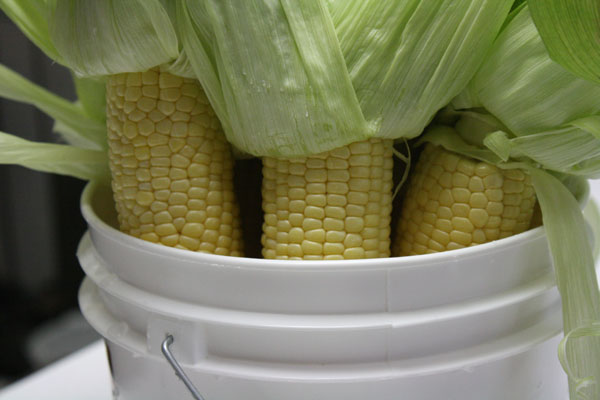 sweet_corn_2